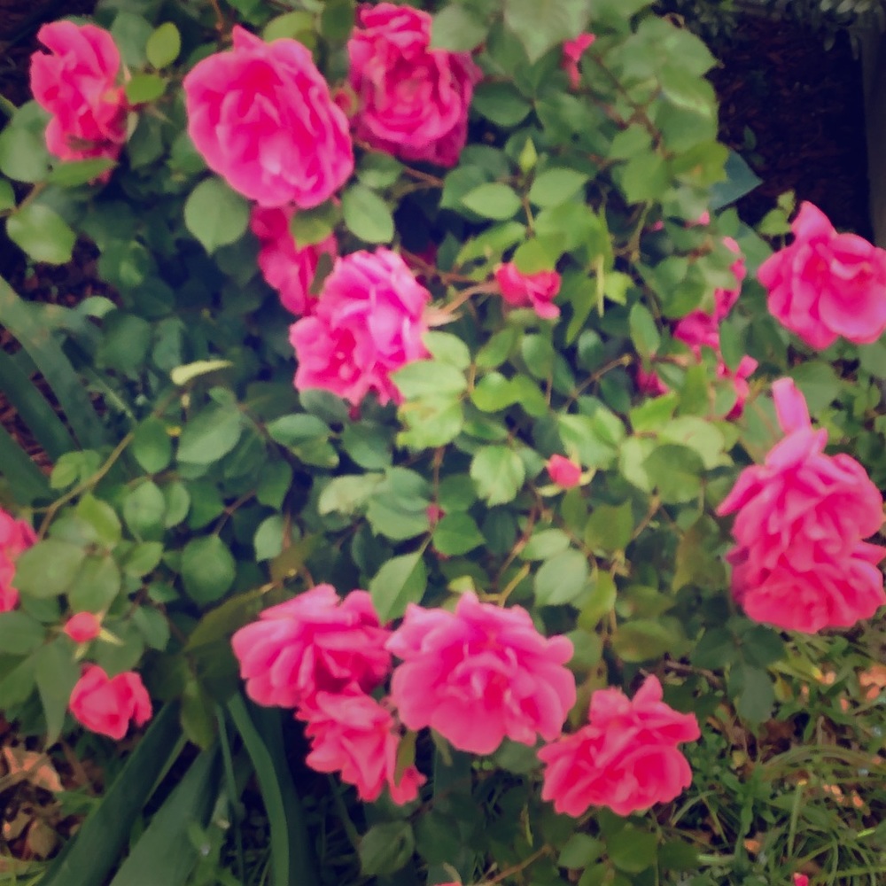 Meet your Posher, Camila